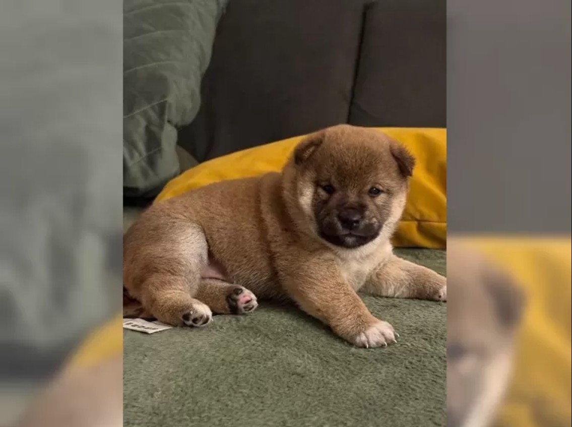 Štěňátka Shiba inu - 3