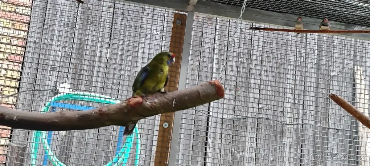 Rosela žlutobřichá - 3