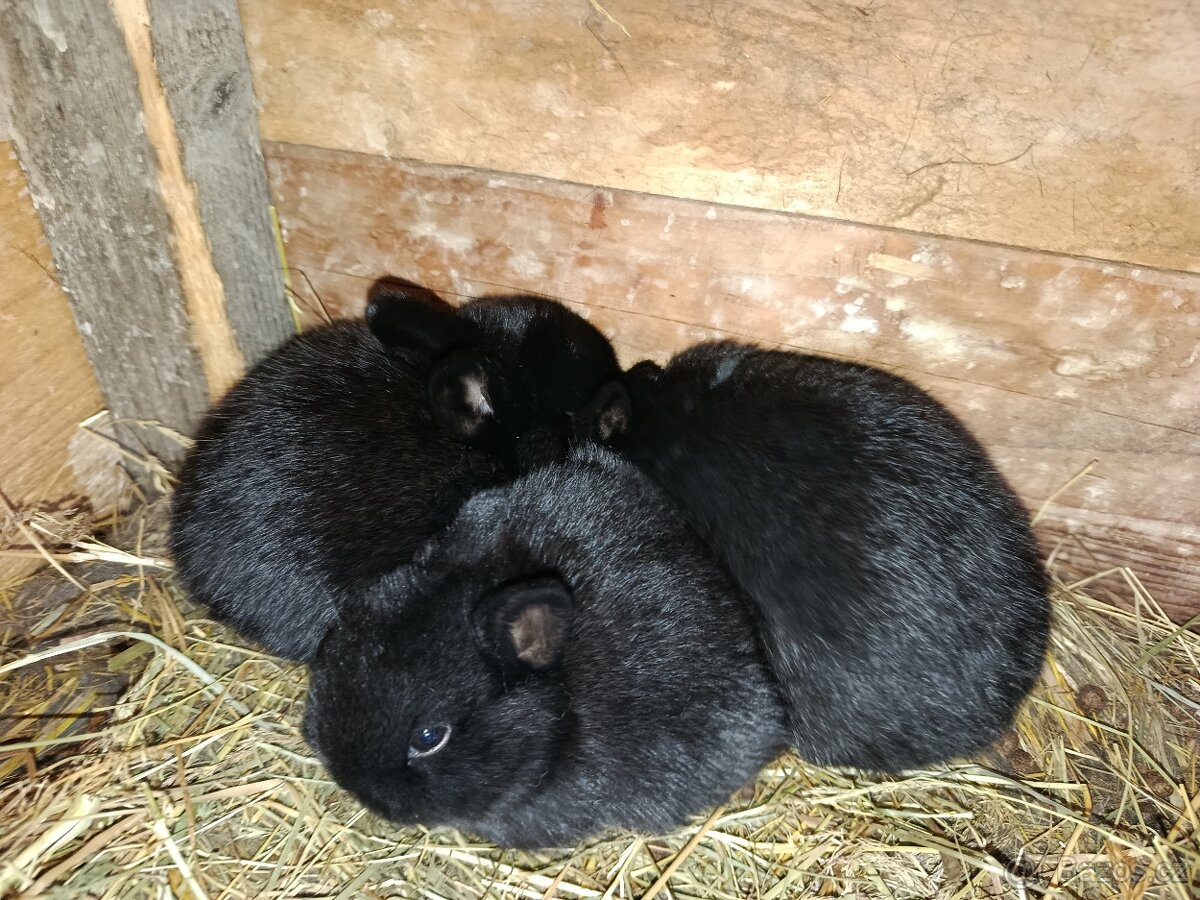 Zakrslí králíčci - 3