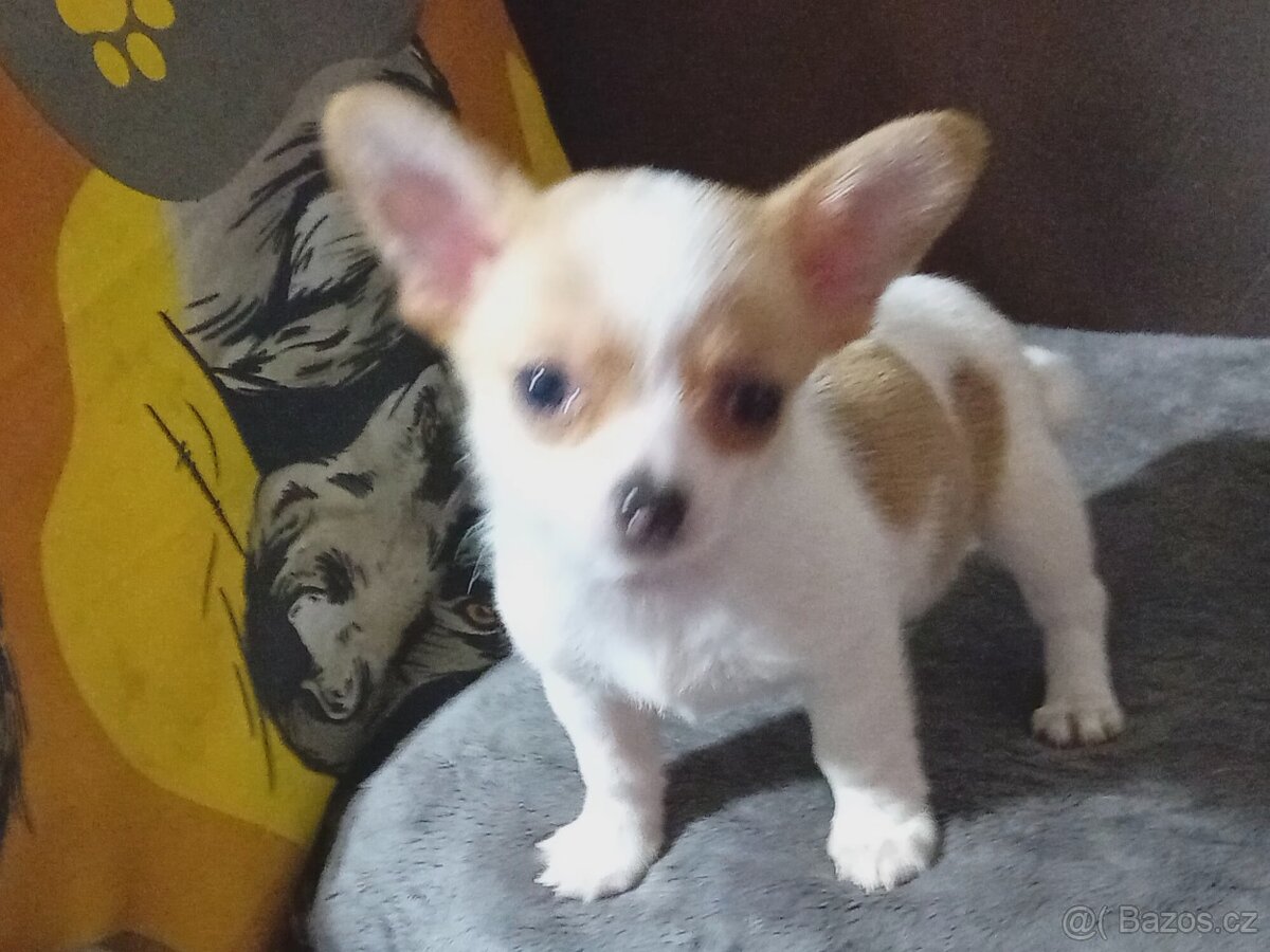 Čivava krátkosrstá - 3