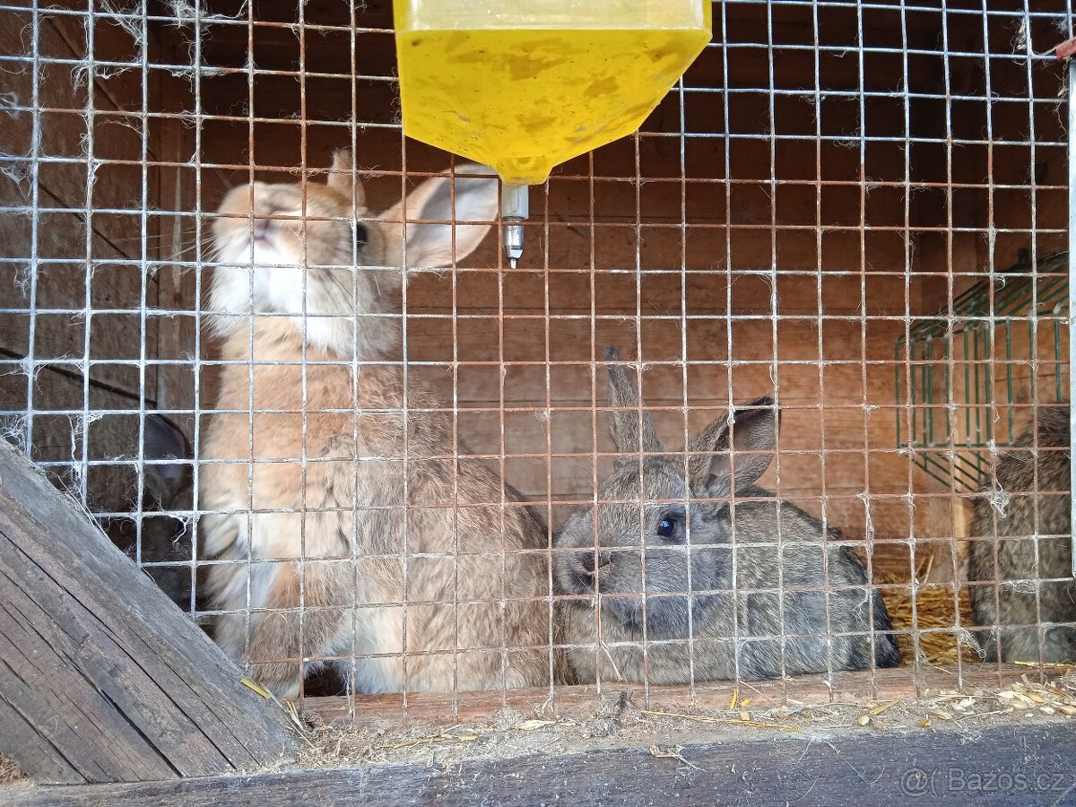 Králíci na maso - 3