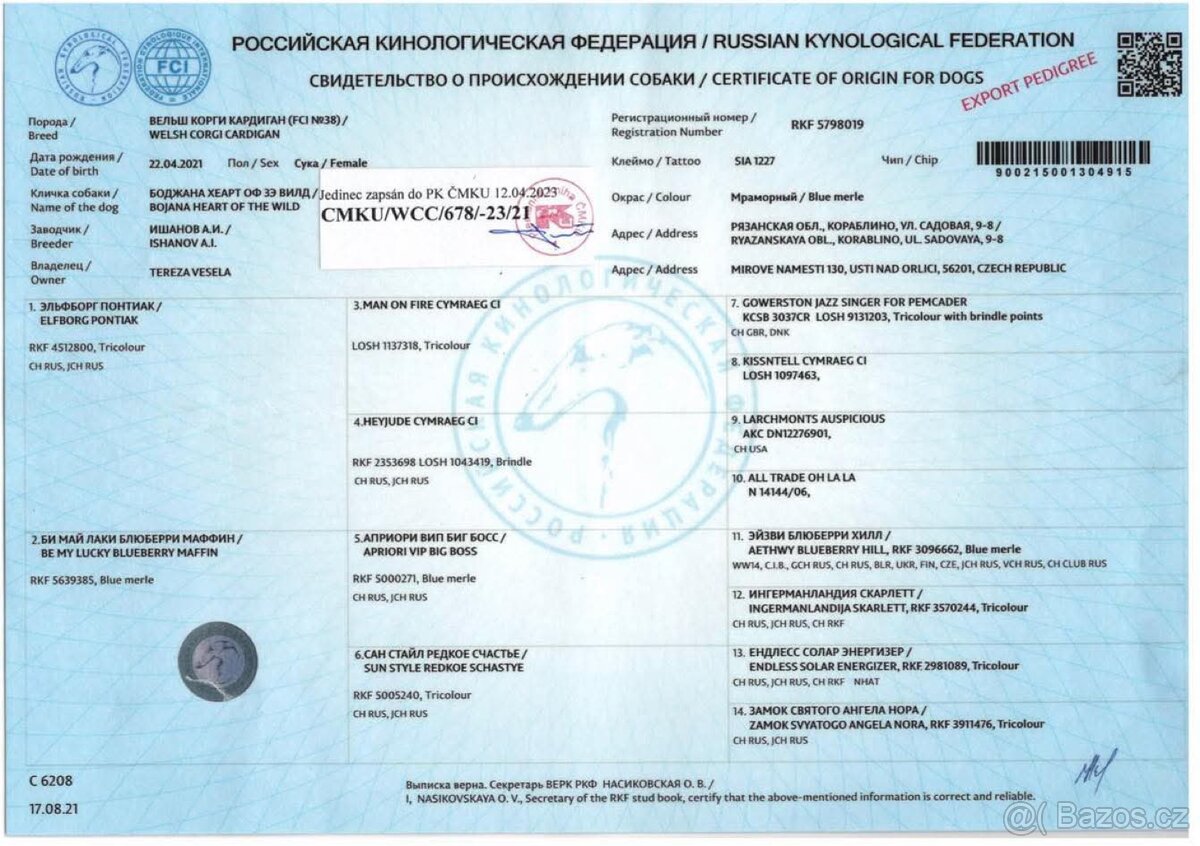 Welsh corgi cardigan s PP- posledni pejsek volný - 3