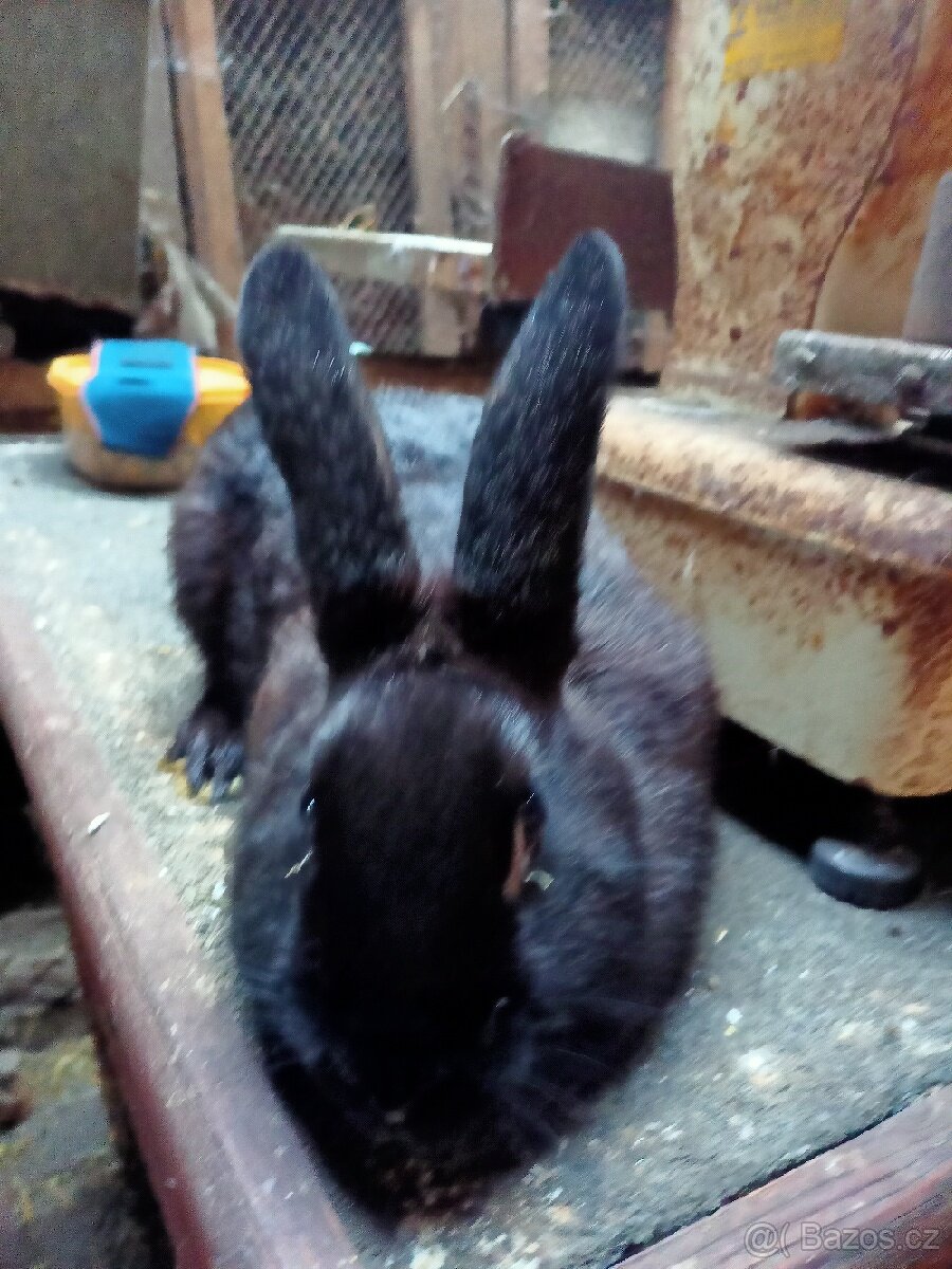 Prodej králíků 350 Kč - 3