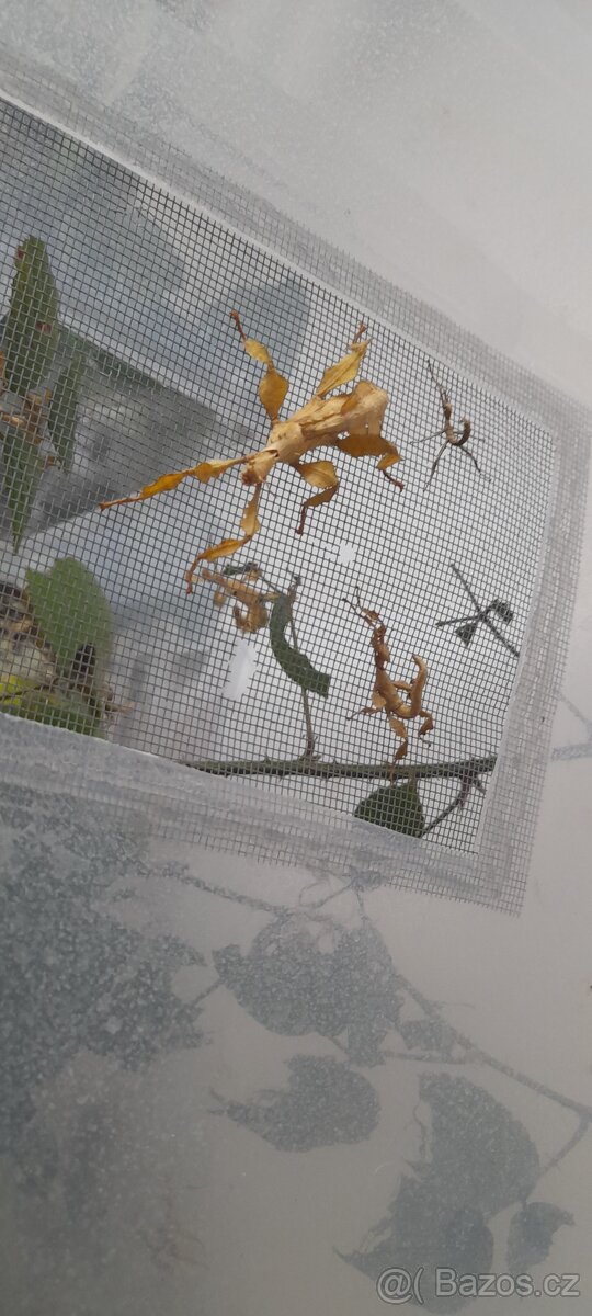 Strašilka australská - 3