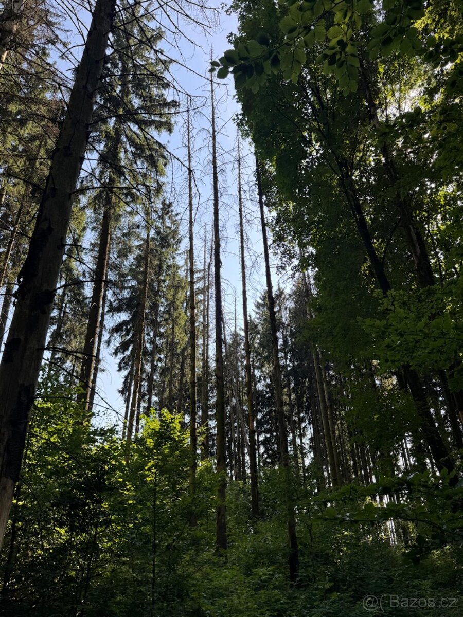 Prodej lesního pozemku v k.ú. Liberk - 3