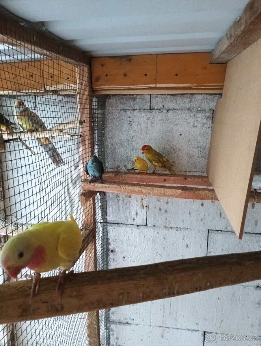 kakariki rudočelý plavý-fallow červenooký - 3