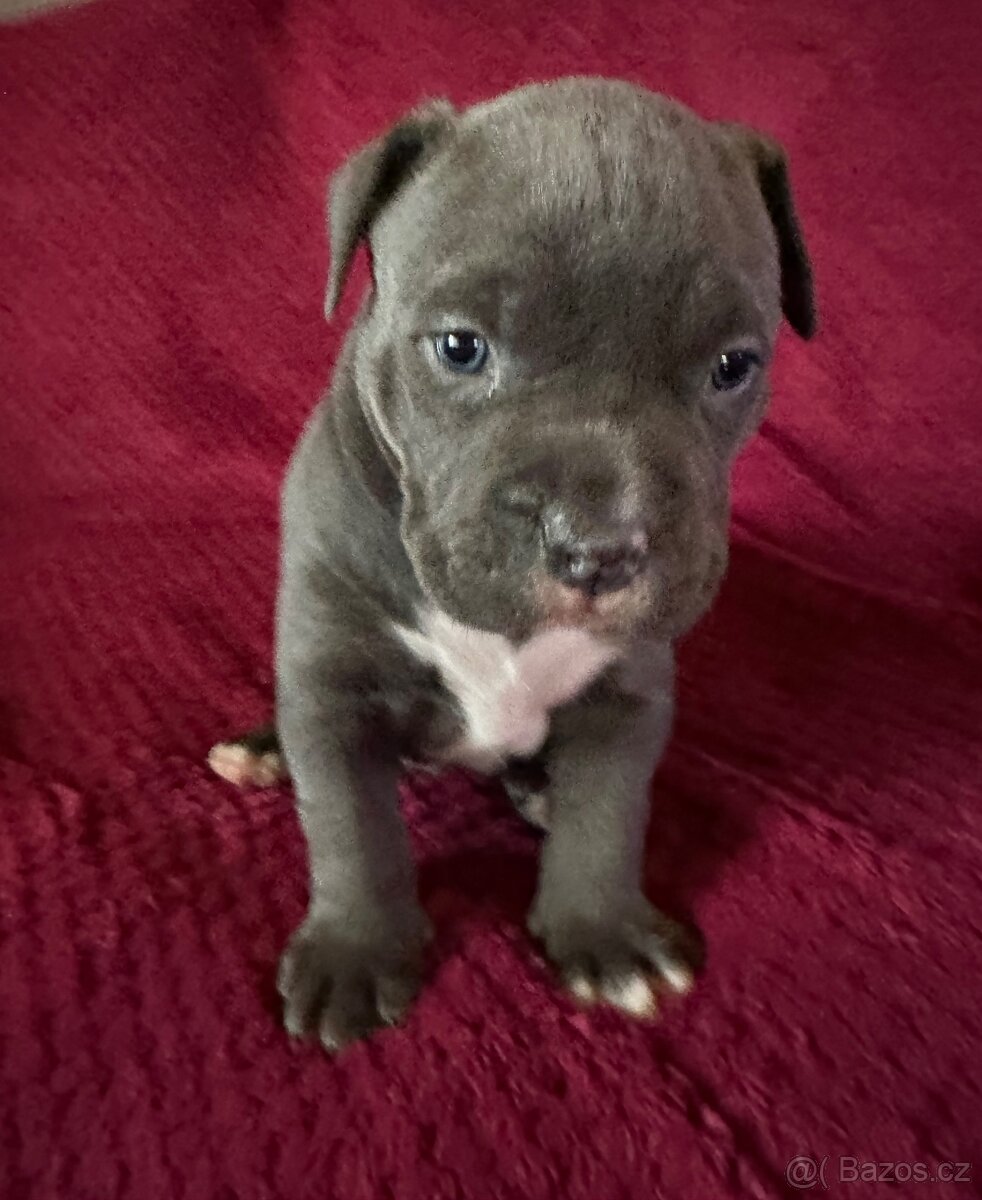 Prodej šťeňat American Bully Teplice - 3