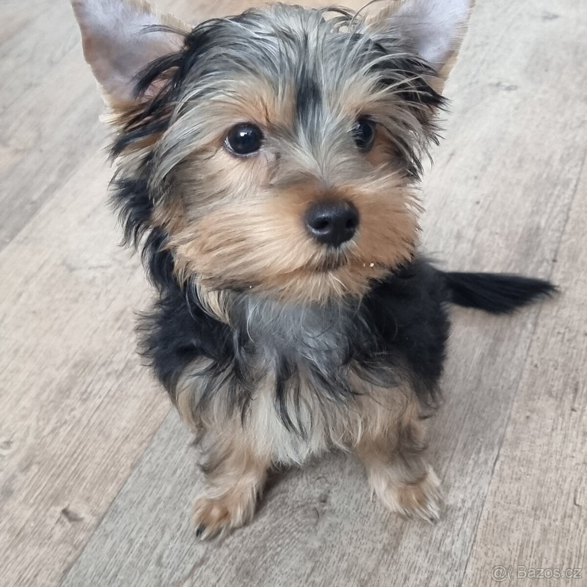 Jorkširsky terier - 3