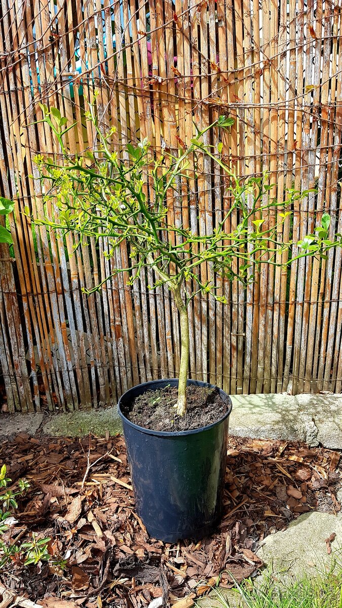 Poncirus Trifoliata, Citronečník trojlistý, stromky SLEVA - 3