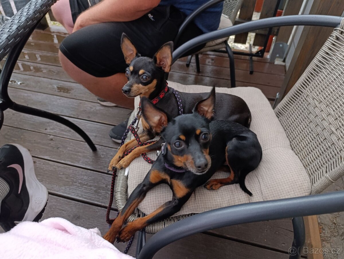 Pražsky krysařík - 3