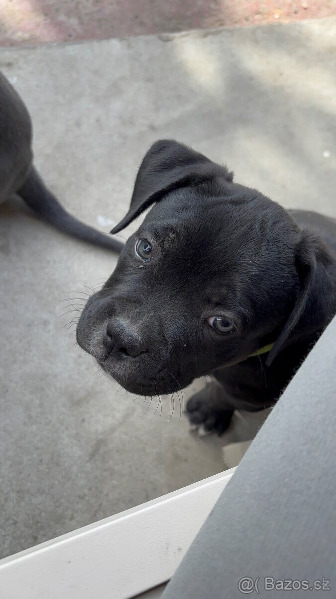 American bully - 3
