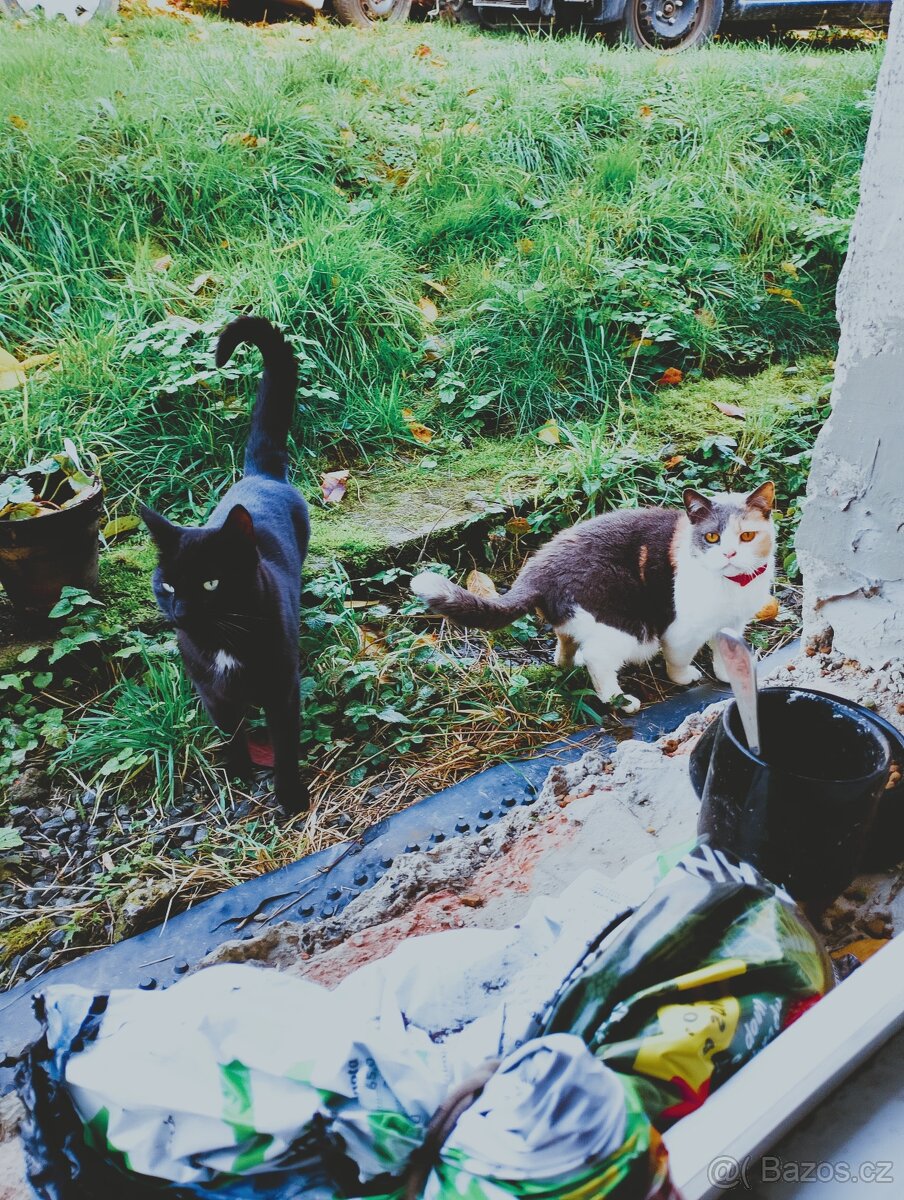 Daruji kočku a kocoura - 3