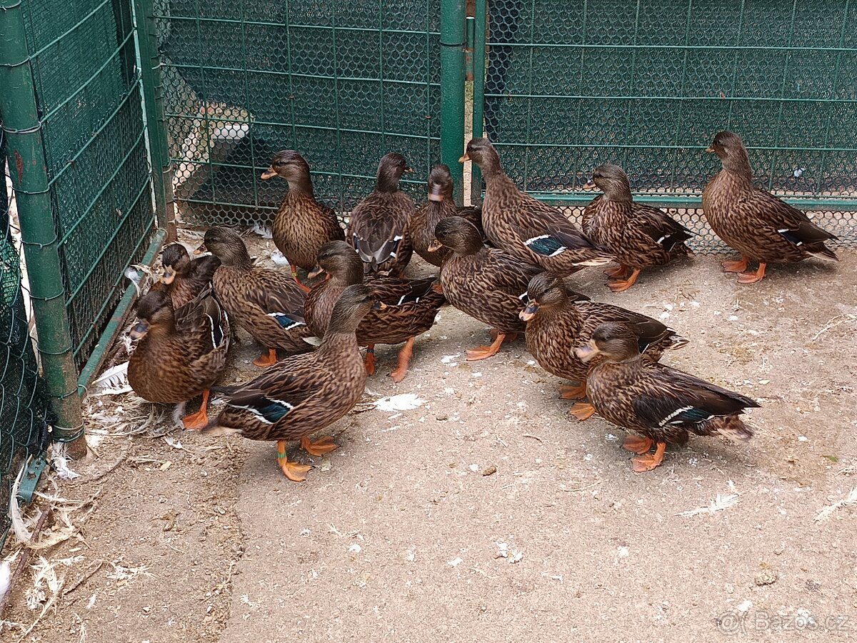 Zakrslé kachny - 3