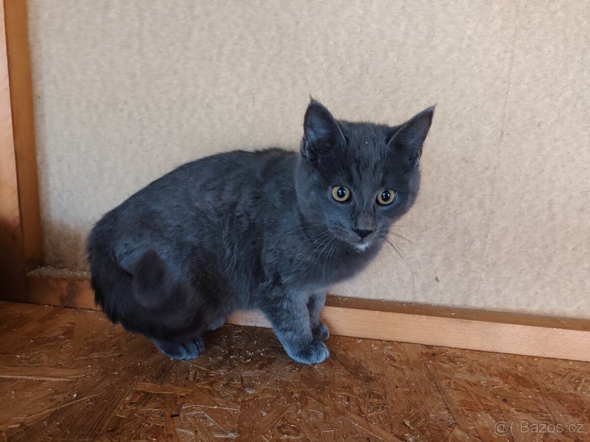 Mainská mývalí-kříženec - 3