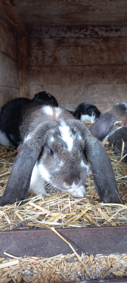 Francouzský beran - 3