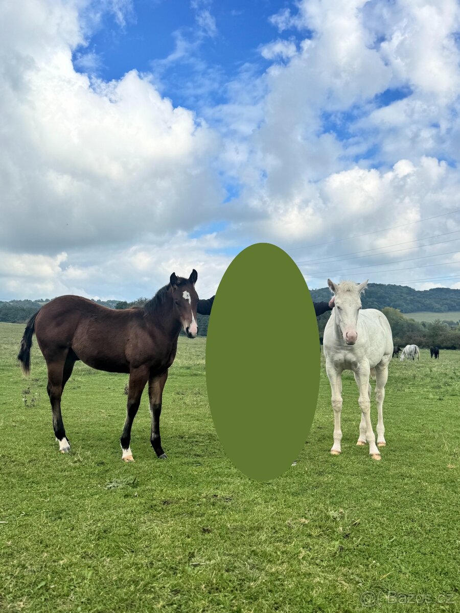 Cremello klisnička s odznaky s reining/cutting původem - 3