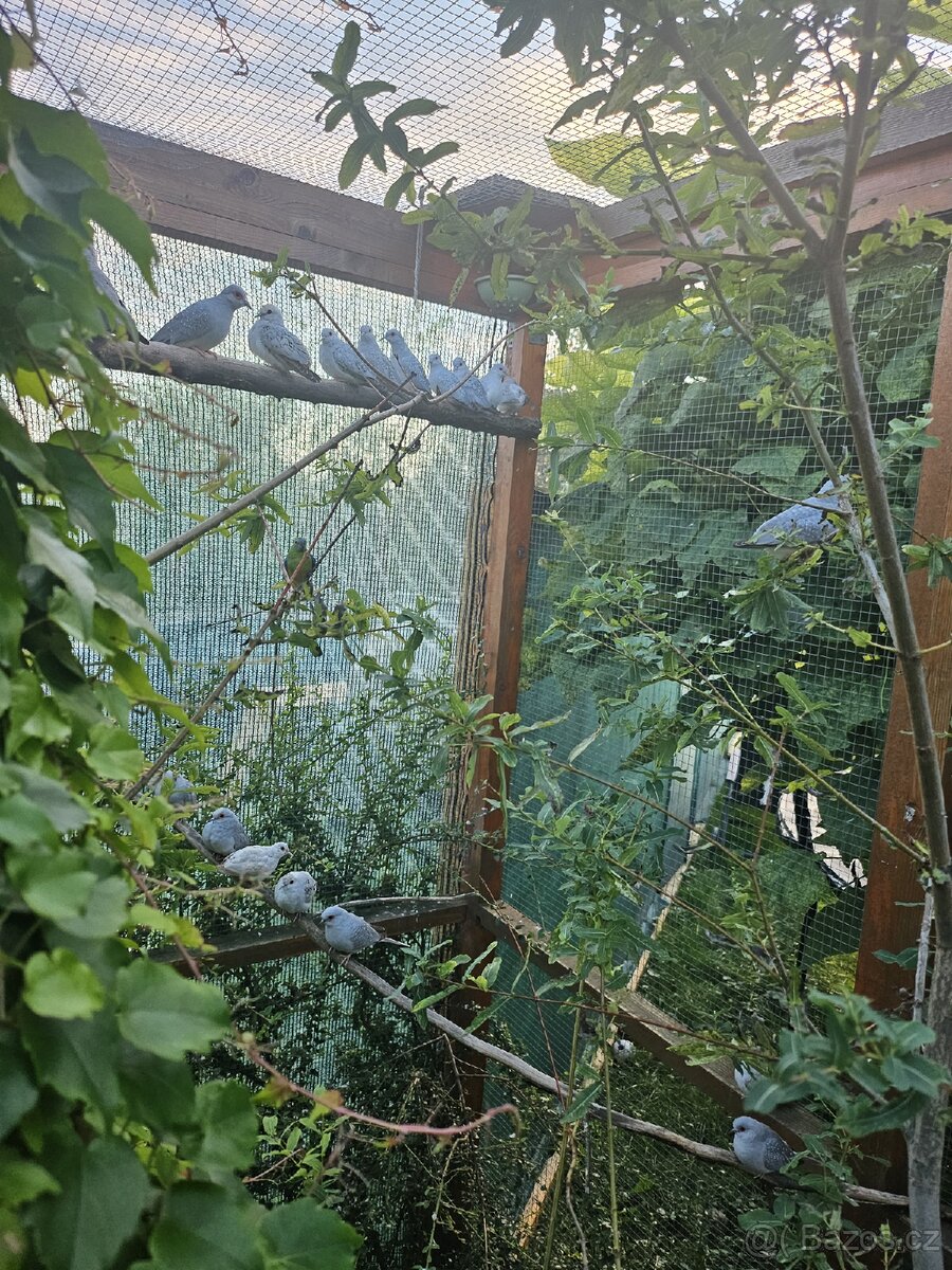 Holoubek Diamantovy z venk.voliéry - 3