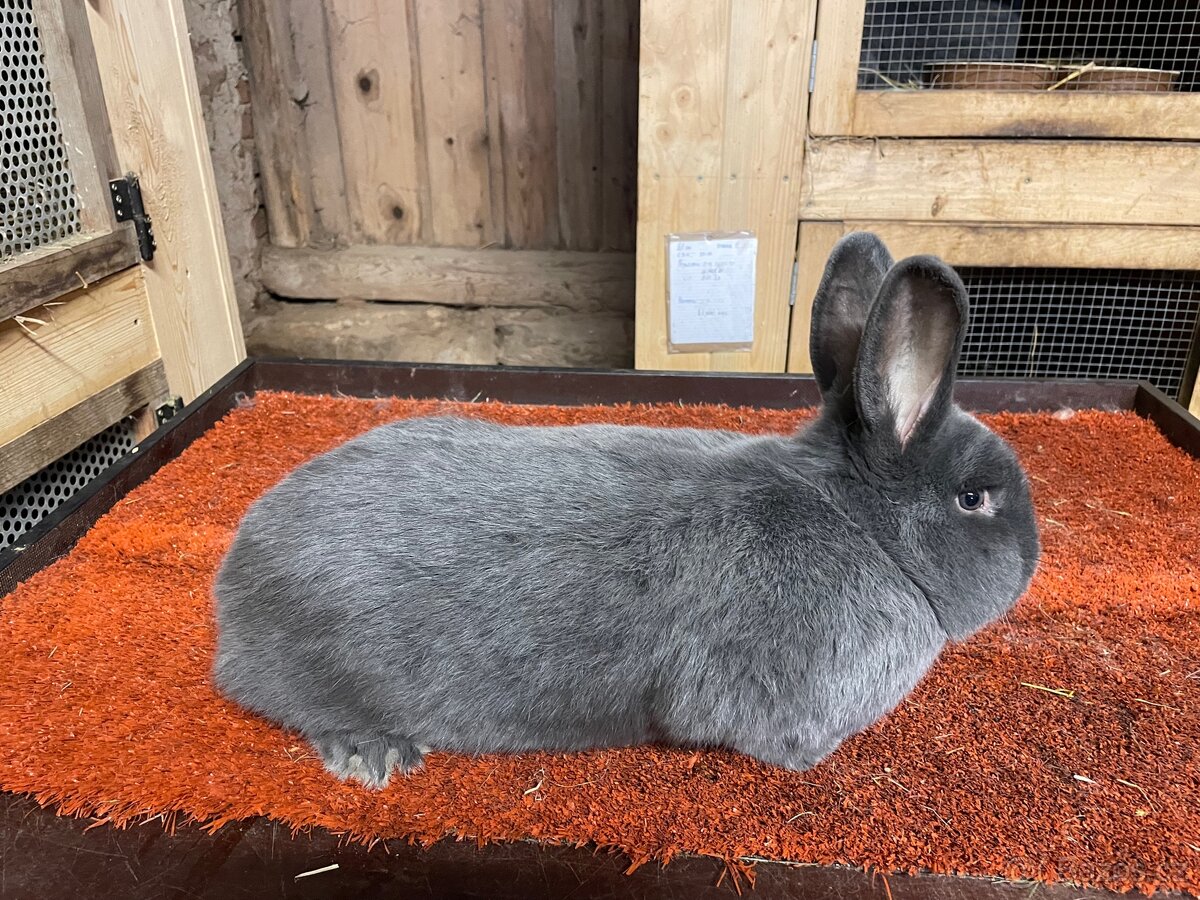 Poslední dva samci Vídeňský modrý - 3