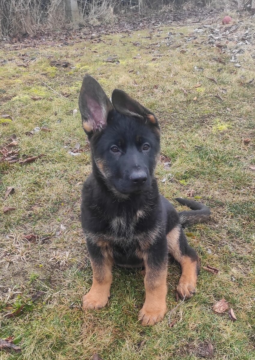 Německý ovčák - štěňata s PP - 3