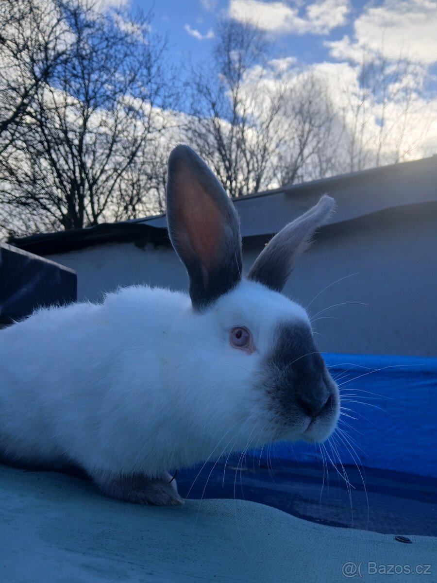 Kalifornské králíky - 3
