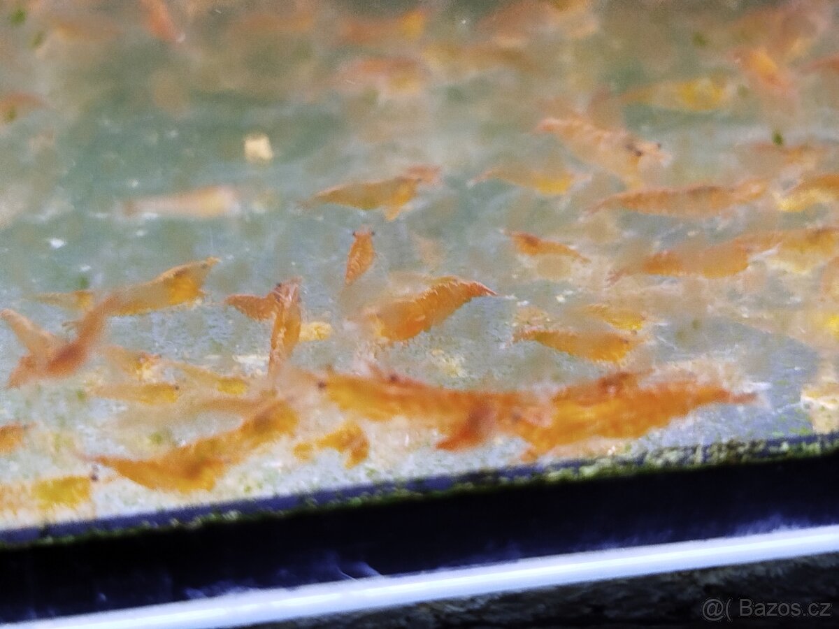 Krevetky Neocaridina Modré Červené Oranžové - 3