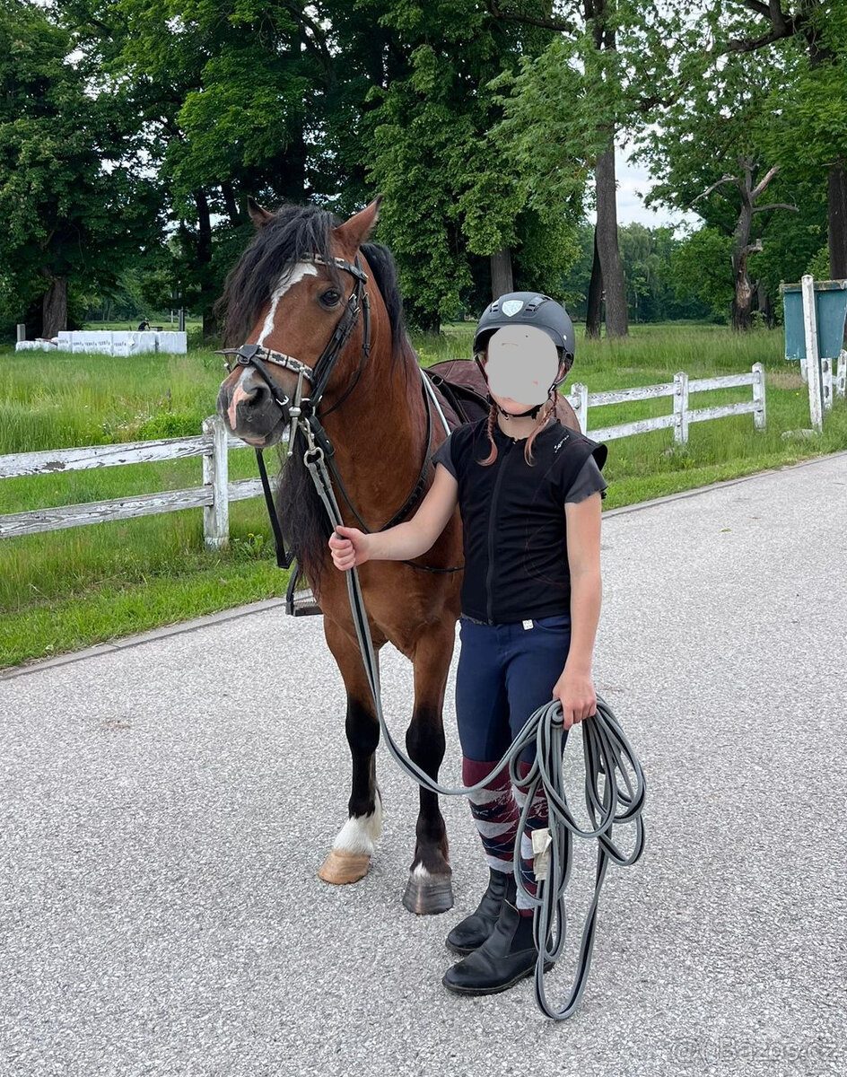 Valach welsh mountain pony, sekce A - 3