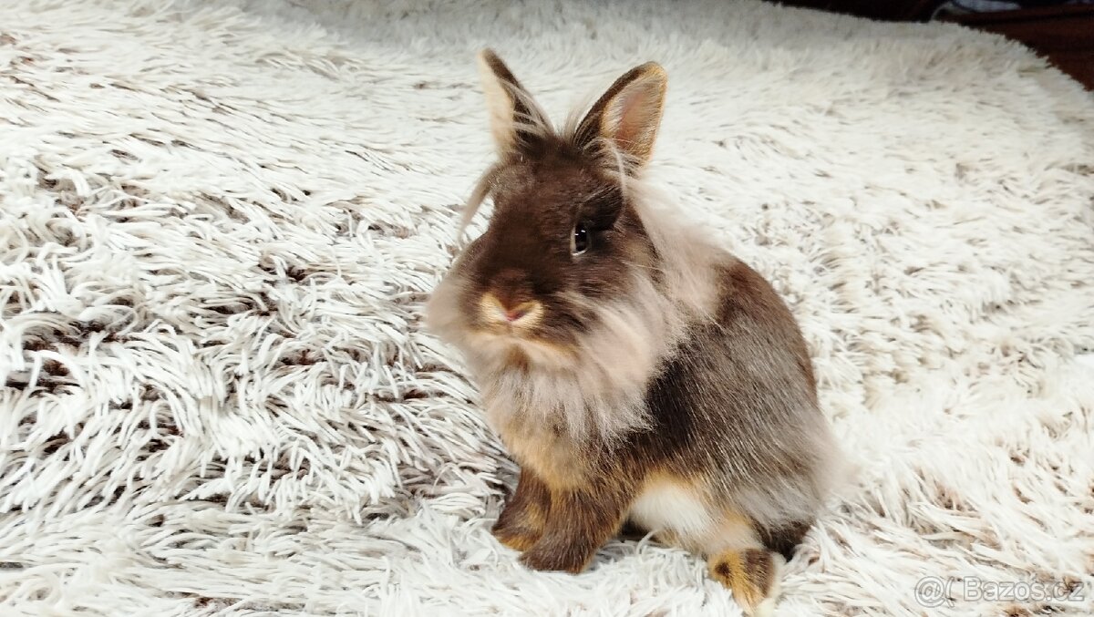 Zakrslý králík, králíčel -(lvíček)-NATANIEL - 3
