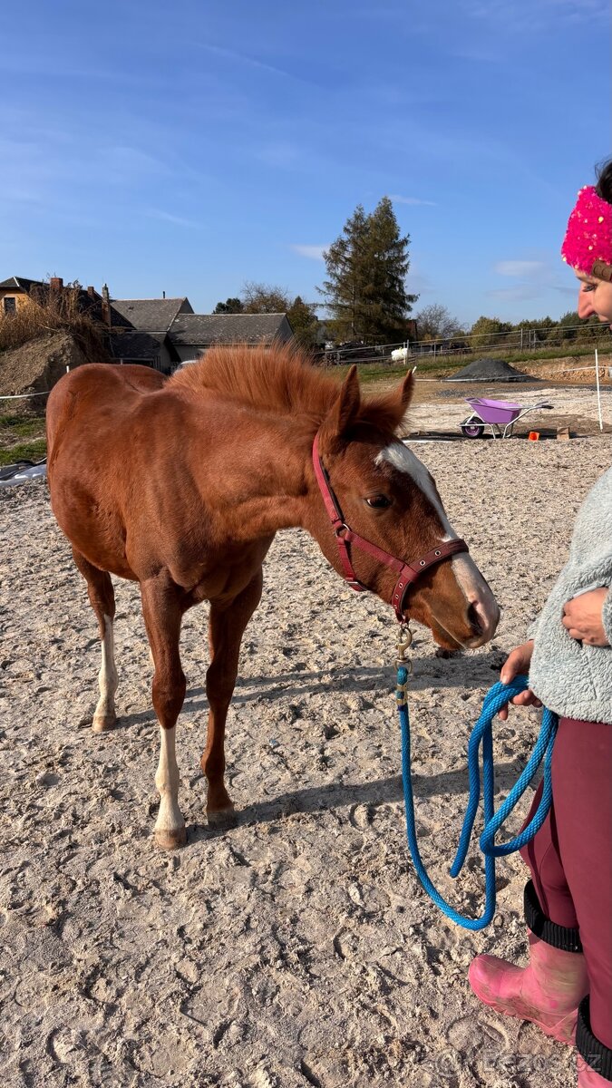 Nabídka docházky ke koním - 3