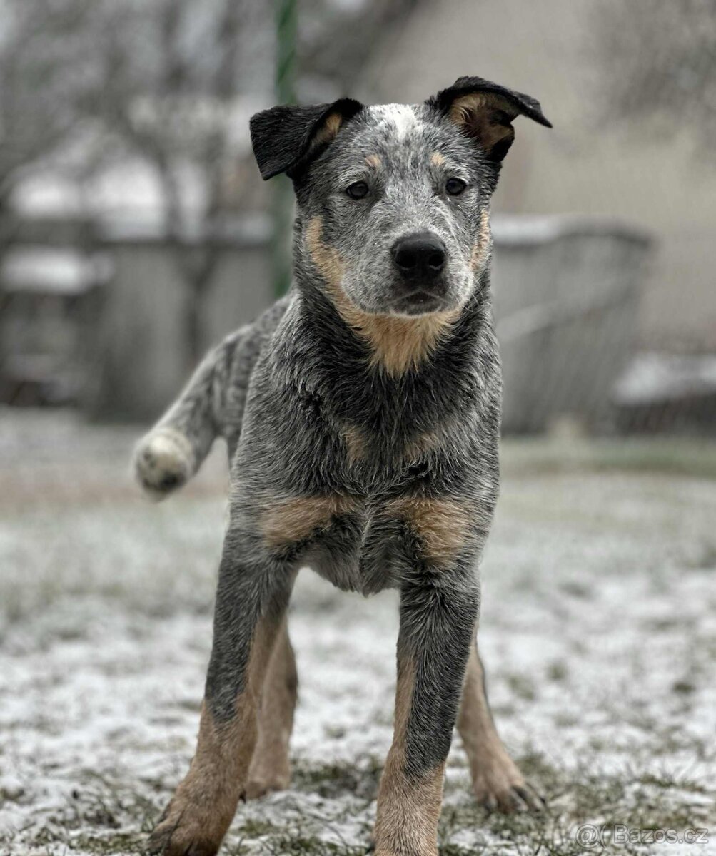 Australský honácký pes - s PP - 3