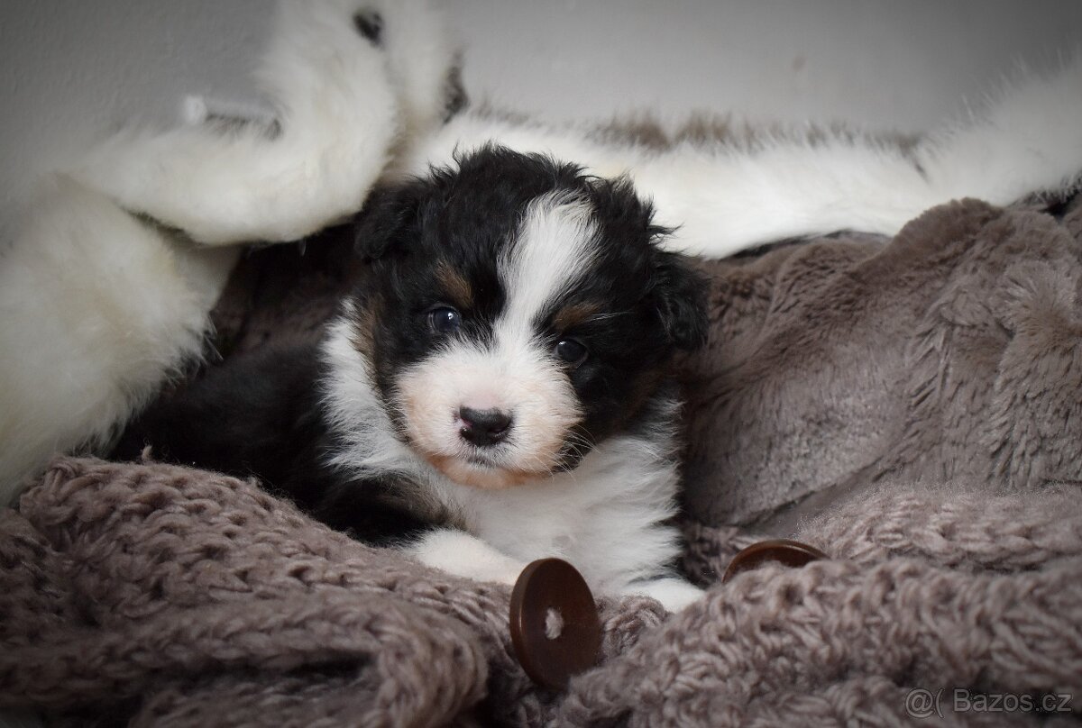 Australský ovčák s PP - 3