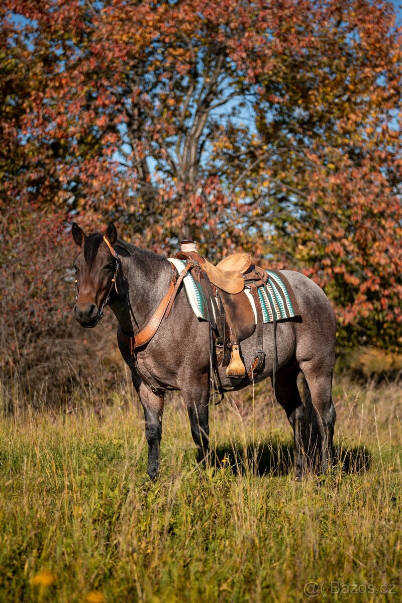 Připouštění hřebcem AQH - 3