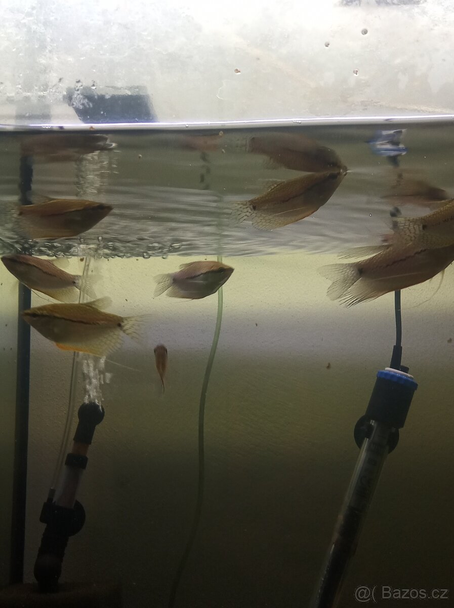 Čichavec perleťovy - 3