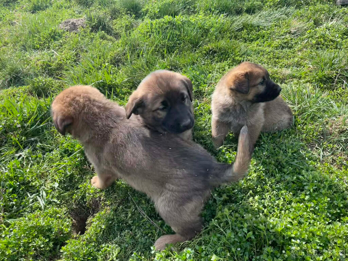 Německý ovčák štěně - 3