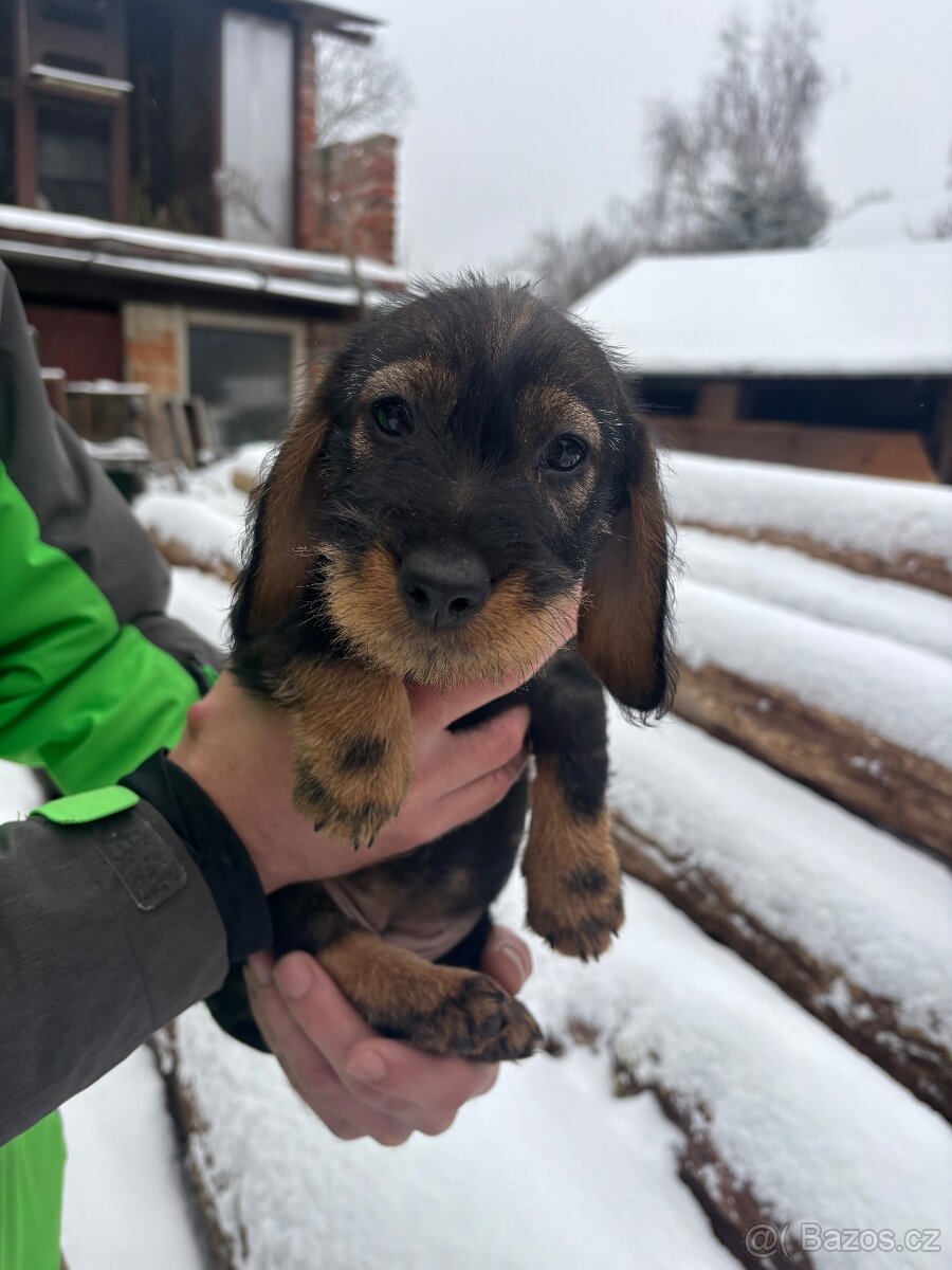 Štěně jezevčíka - 3