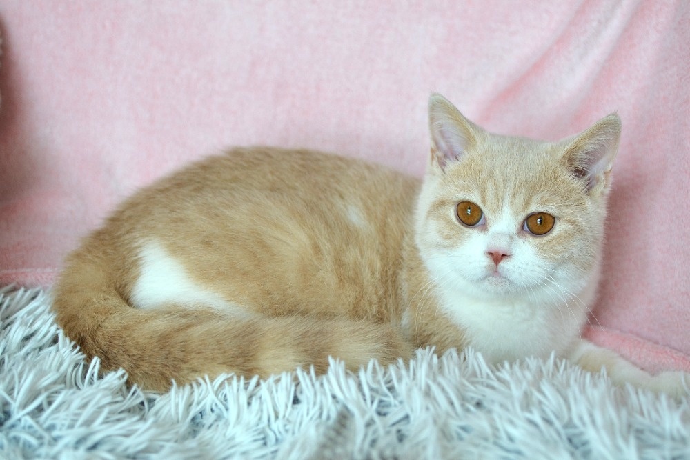 Britský kocourek Rendlík - 3