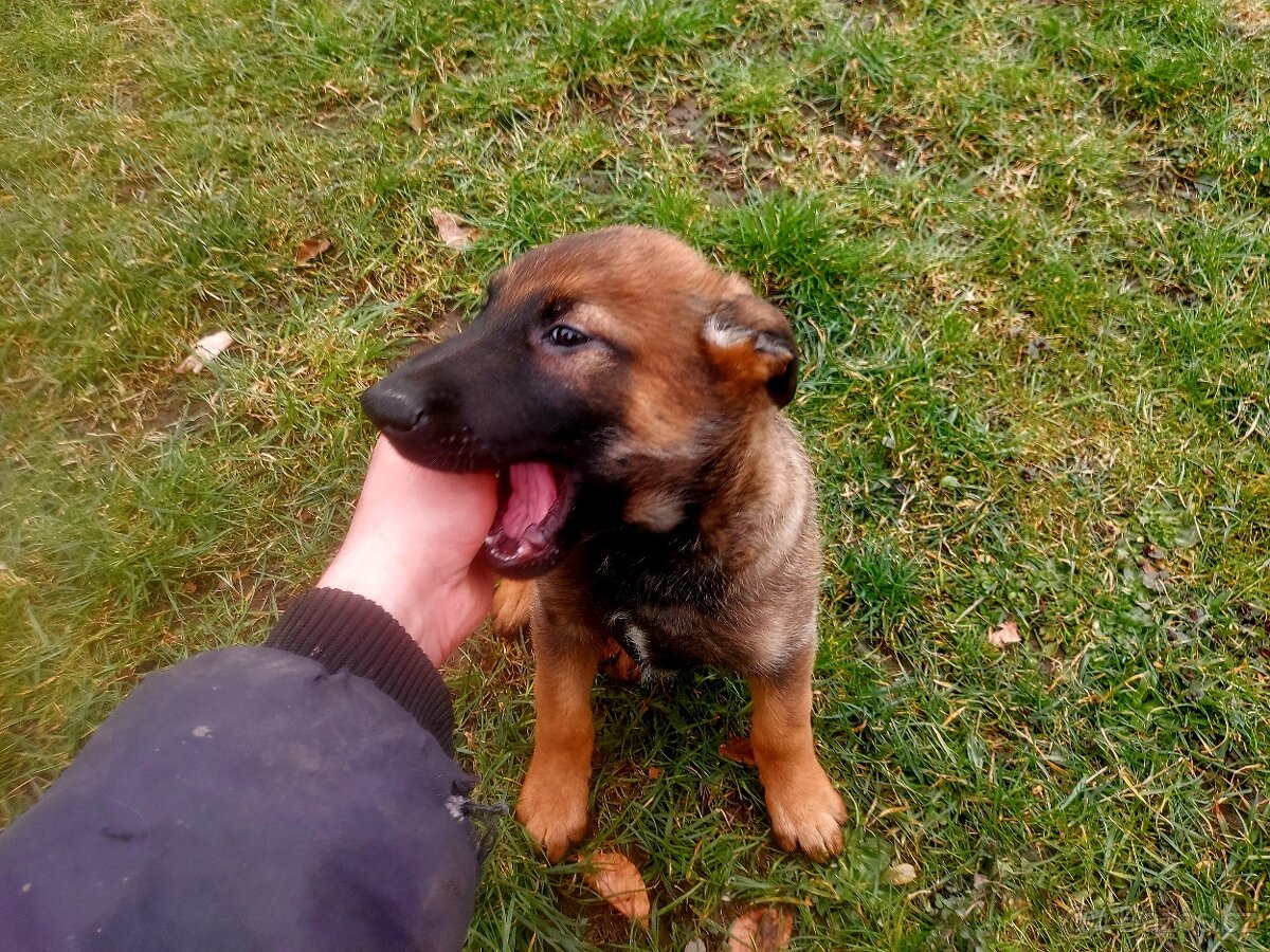 Belgický ovčák - 3