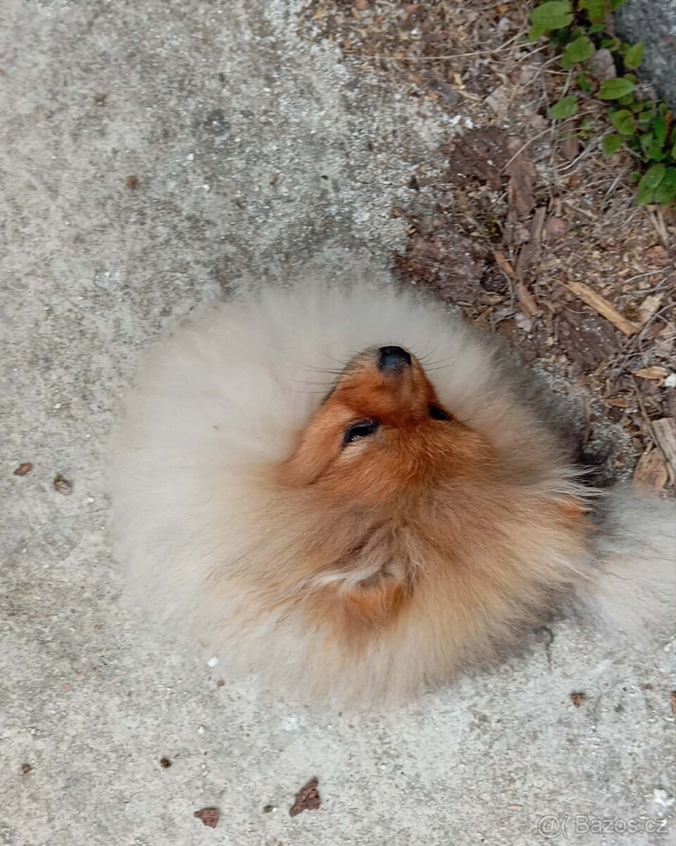 Pomeranian - 3