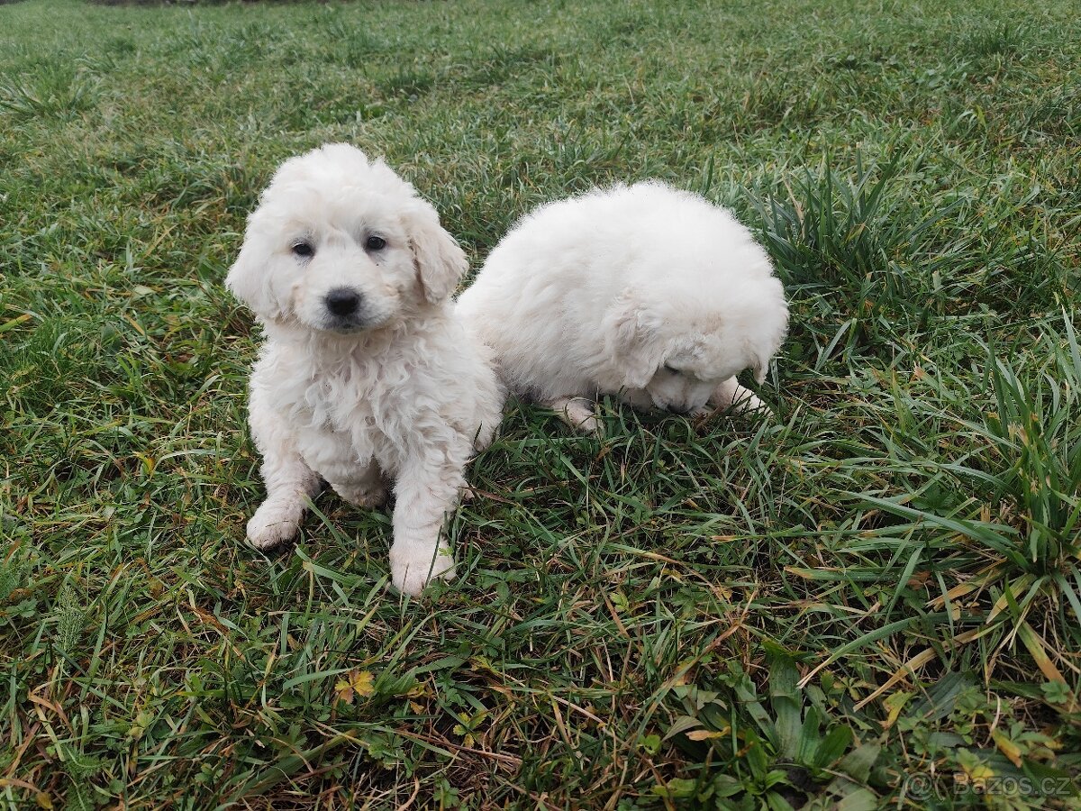 Slovenský čuvač bez PP - 3