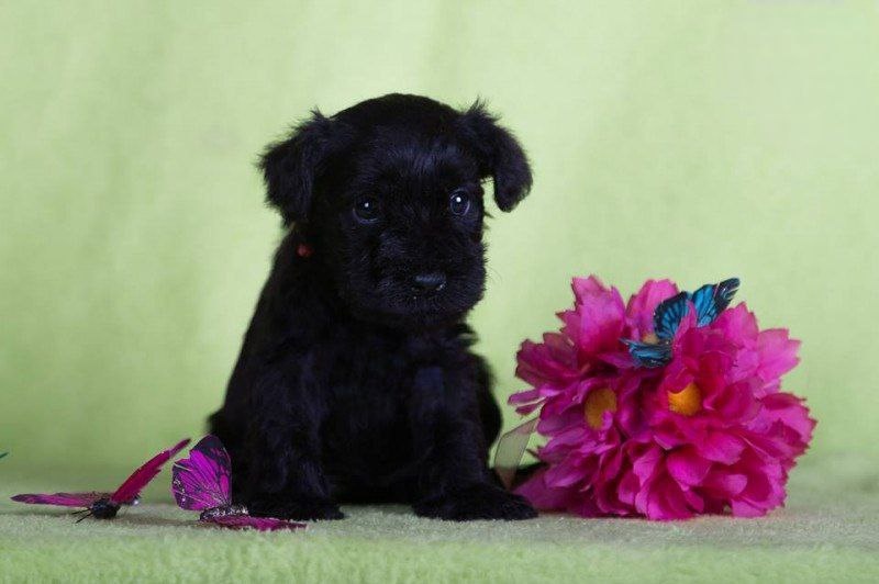 Knírač malý černý s PP - 3