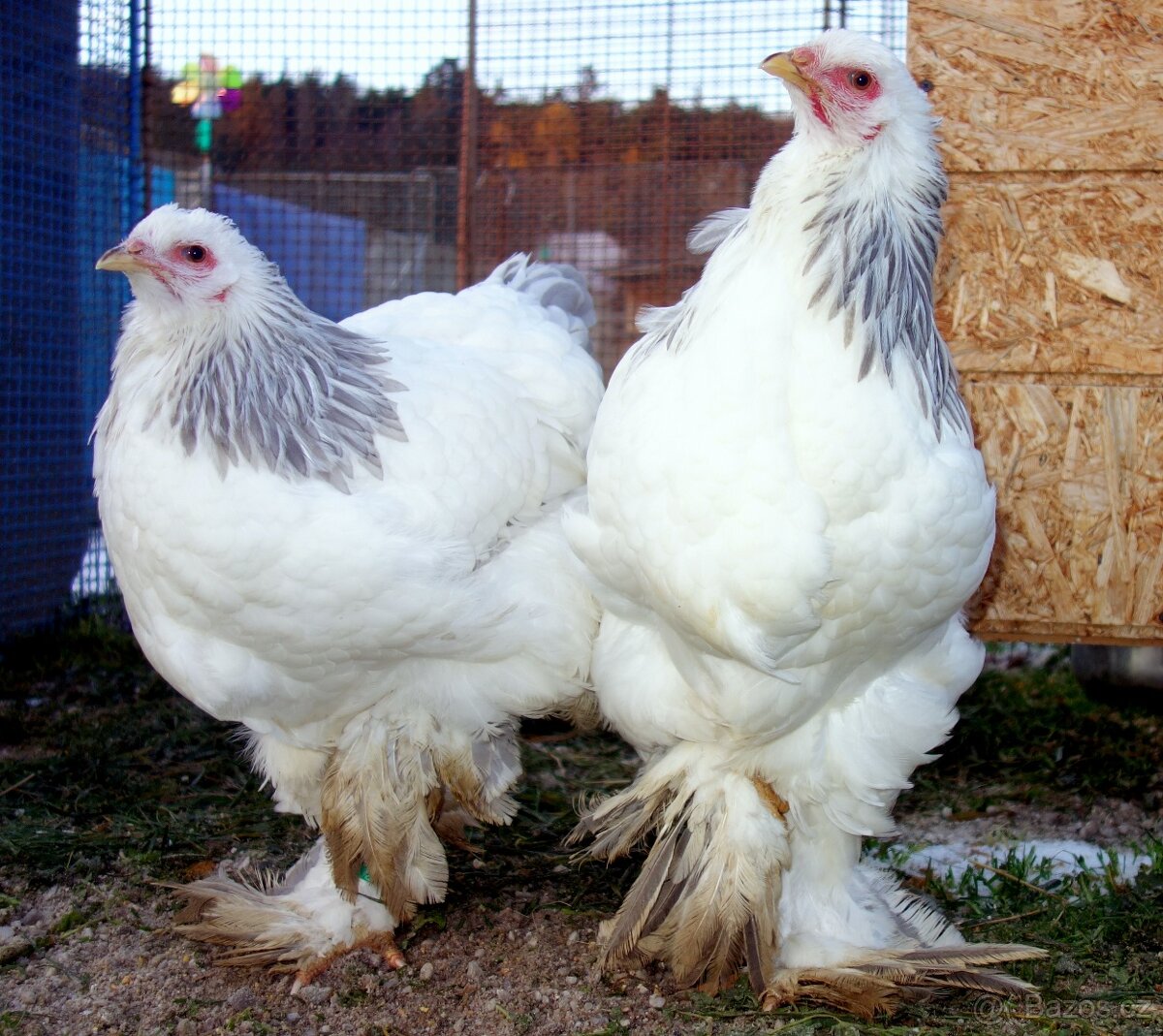 Bráhmanka velká - 3