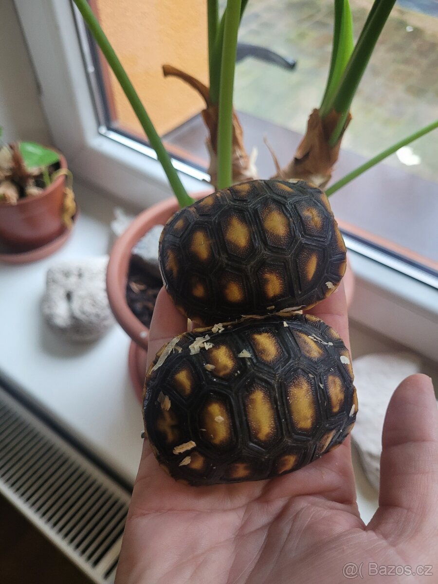 Želvičky - 3