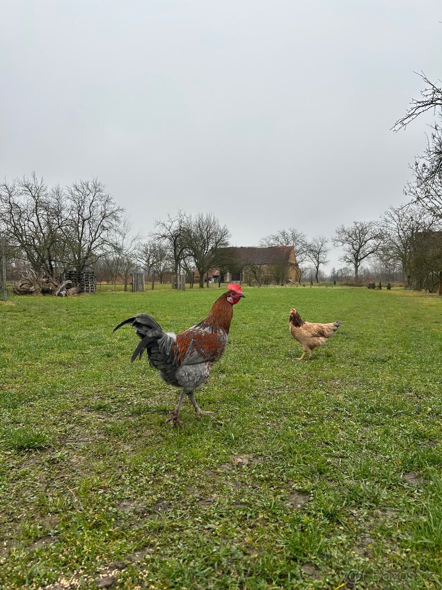 Kohouti, kohout na chov - 3