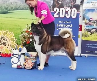 Americká akita s PP - 3