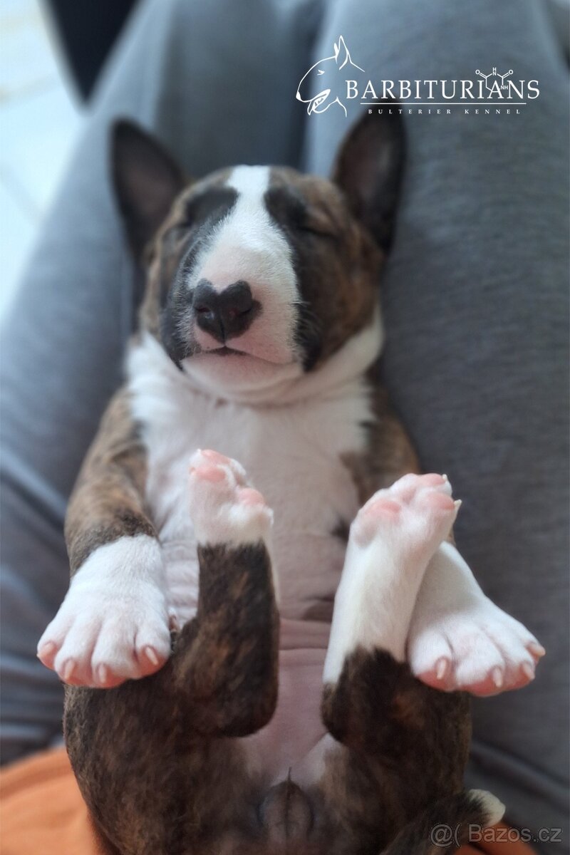 Anglický Bulteriér s PP / Bullterier, bullterrier - 3