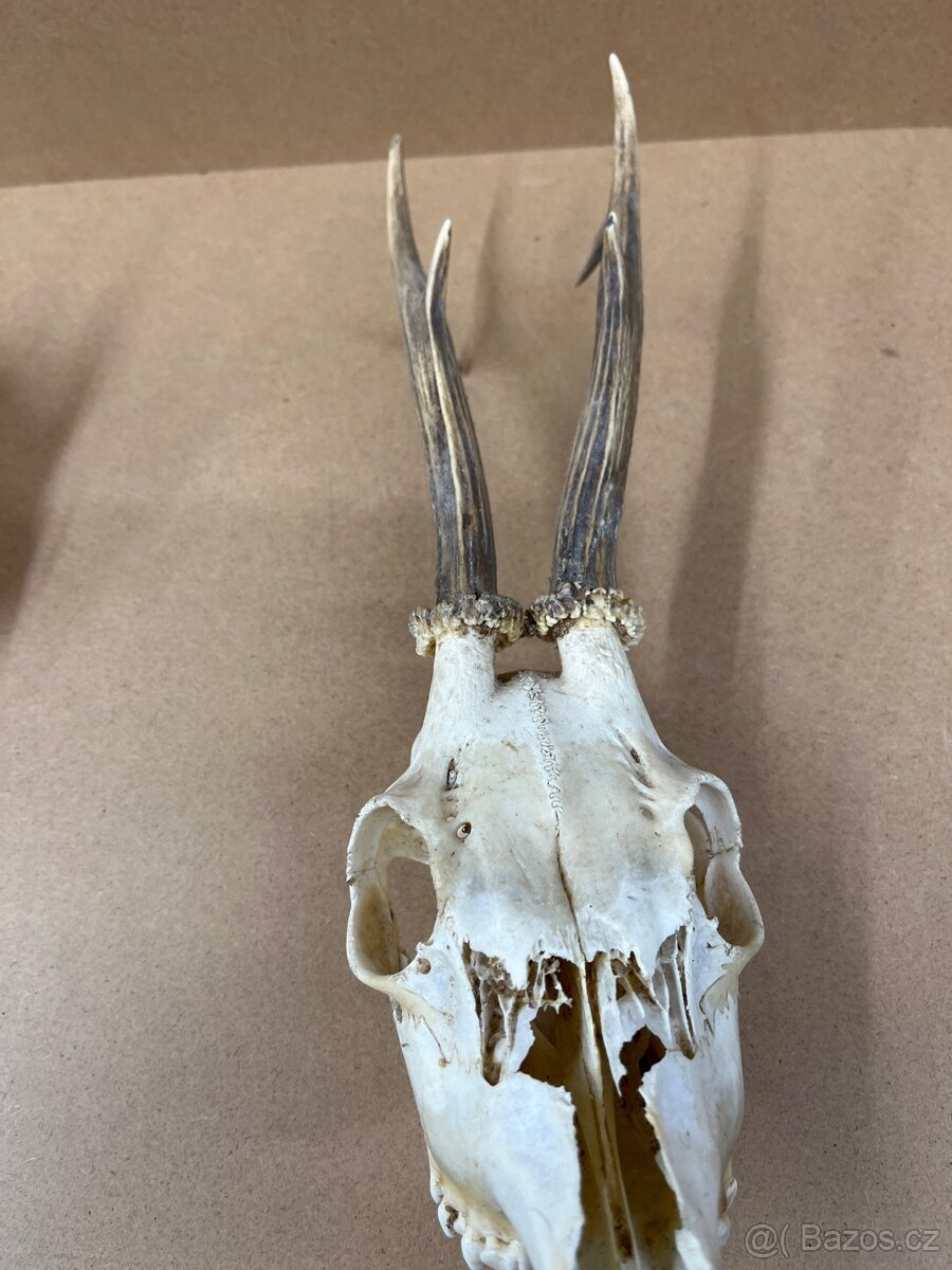 Srnčí parůžky / nůž BUCK -USA - 3