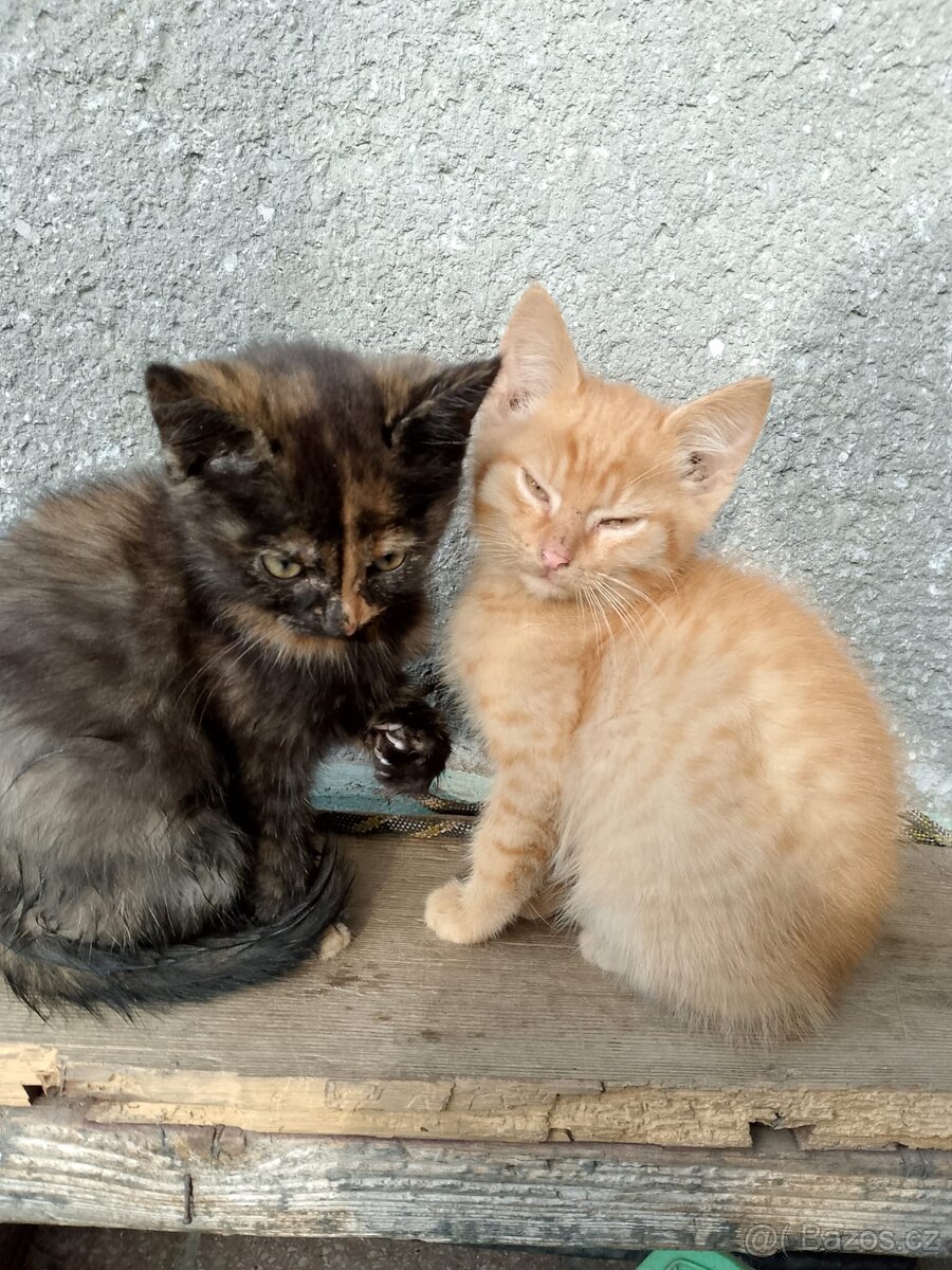 Darujeme koťě - 3