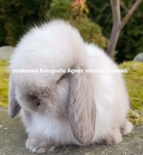 Minilop zakrslý beránek králík z chovné stanice - 3