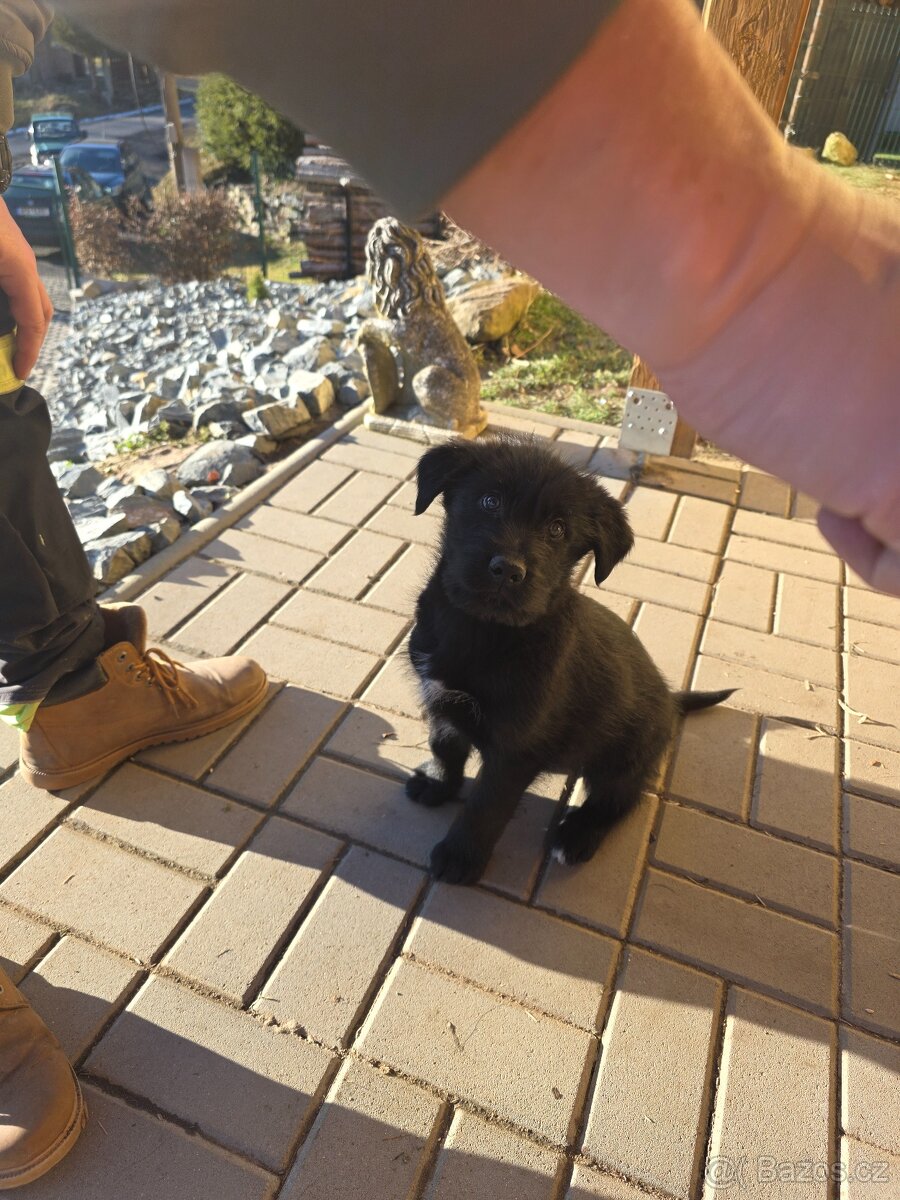 Štěně křížence - 3