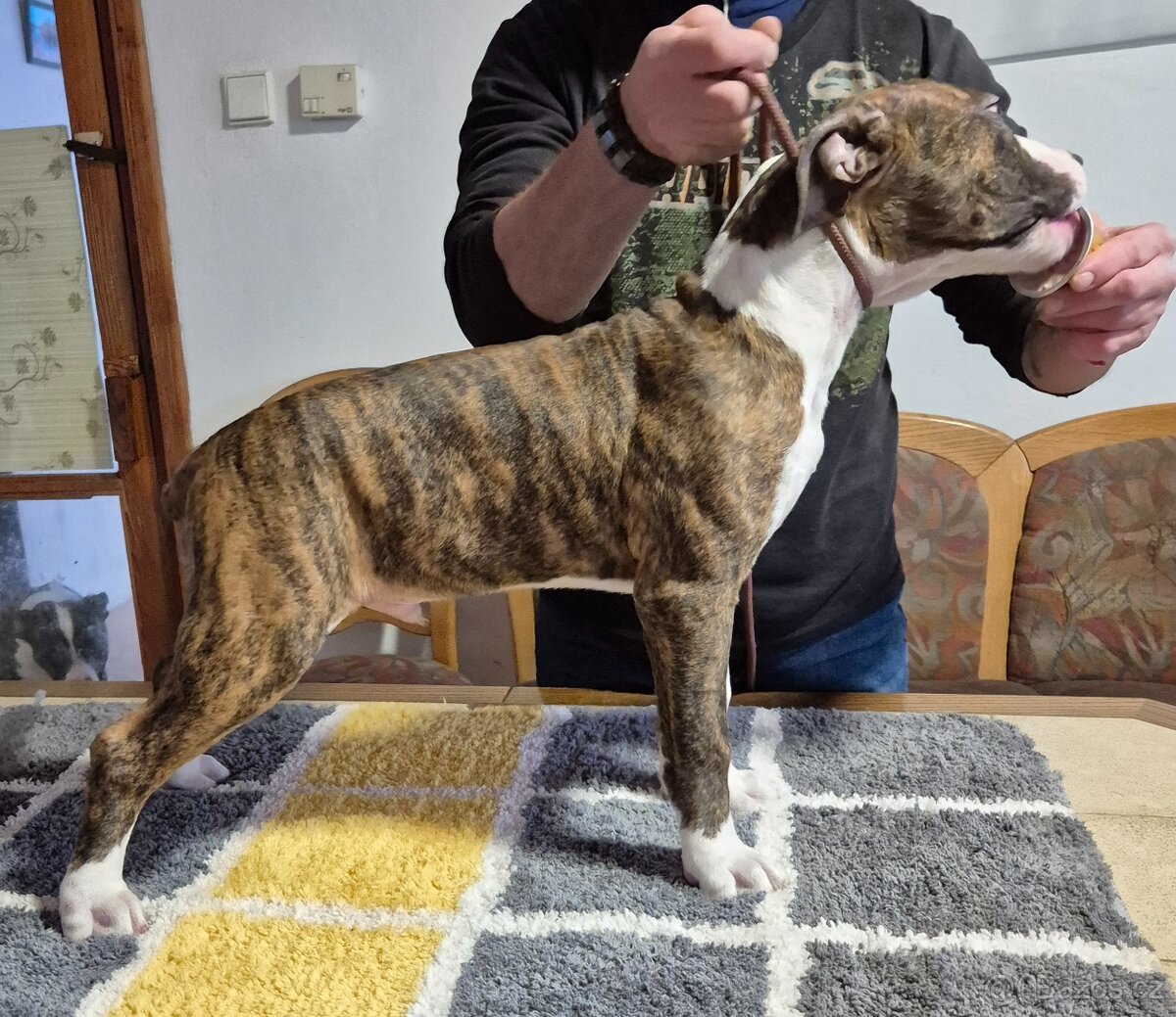 Americký stafordšírský teriér s PP - 3