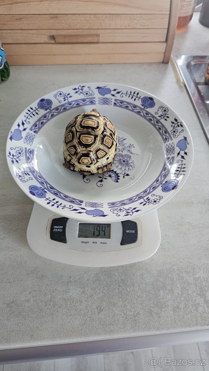 Suchozemské želvy - 3